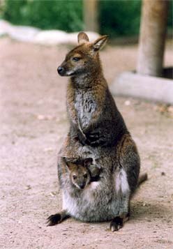 ZOO OHRADA - HLUBOK NAD VLTAVOU